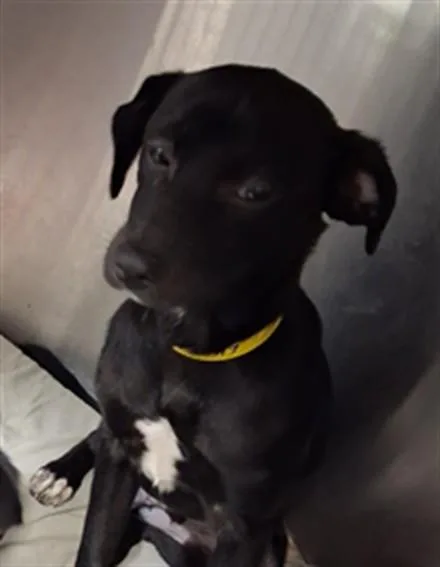 A baby small-sized male Chihuahua dog named Rocky for adoption in Los Angeles, CA