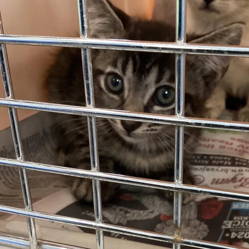 A baby small-sized female Gray / Blue / Silver Domestic Short Hair cat named Dottie for adoption in Montgomery, AL