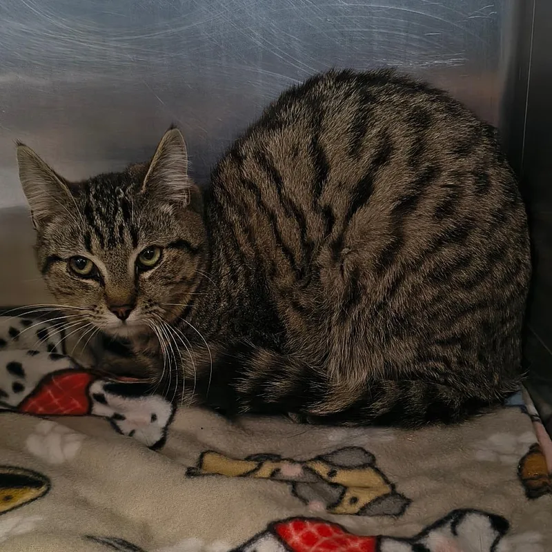 A young medium-sized male Brown / Chocolate Domestic Short Hair cat named Lucky for adoption in Othello, WA