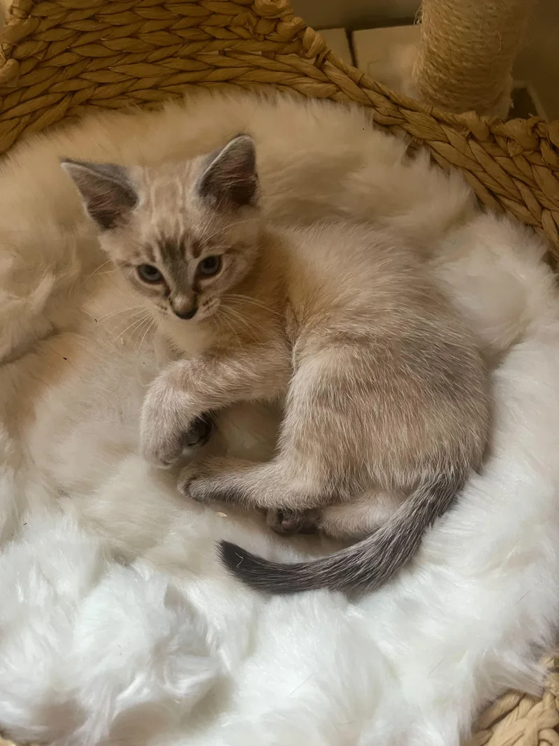 Screaming Marshmallow thumbnail 3