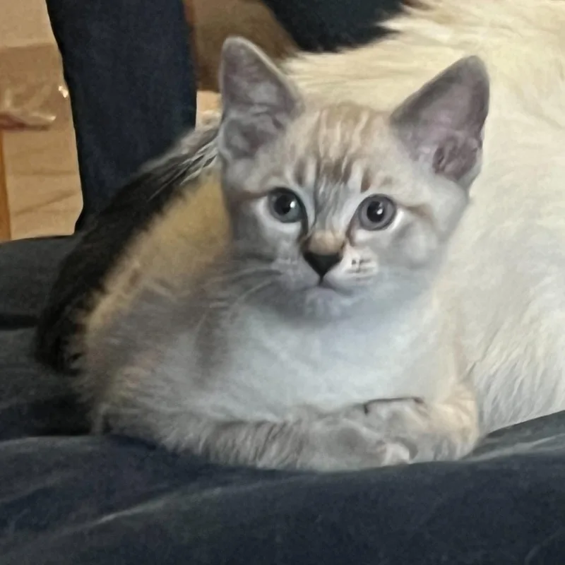 Screaming Marshmallow thumbnail 4