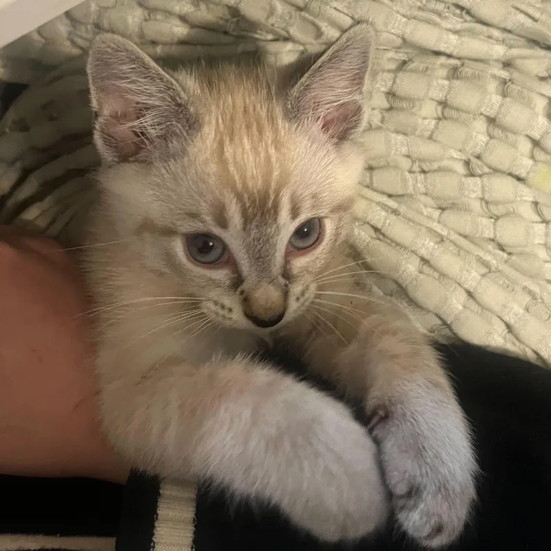 Screaming Marshmallow thumbnail 5