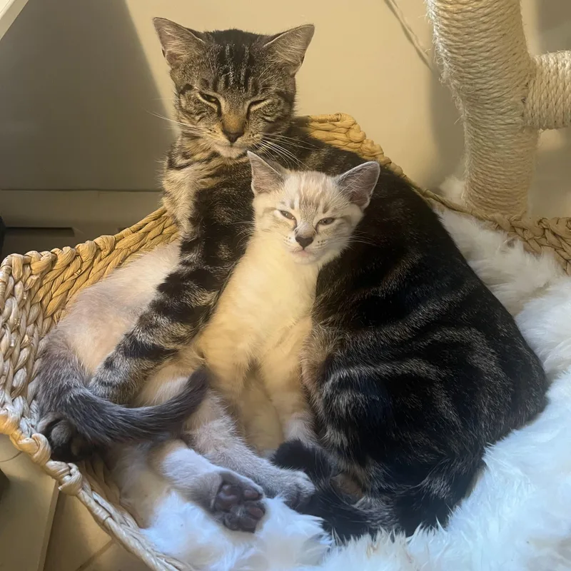 Screaming Marshmallow thumbnail 6