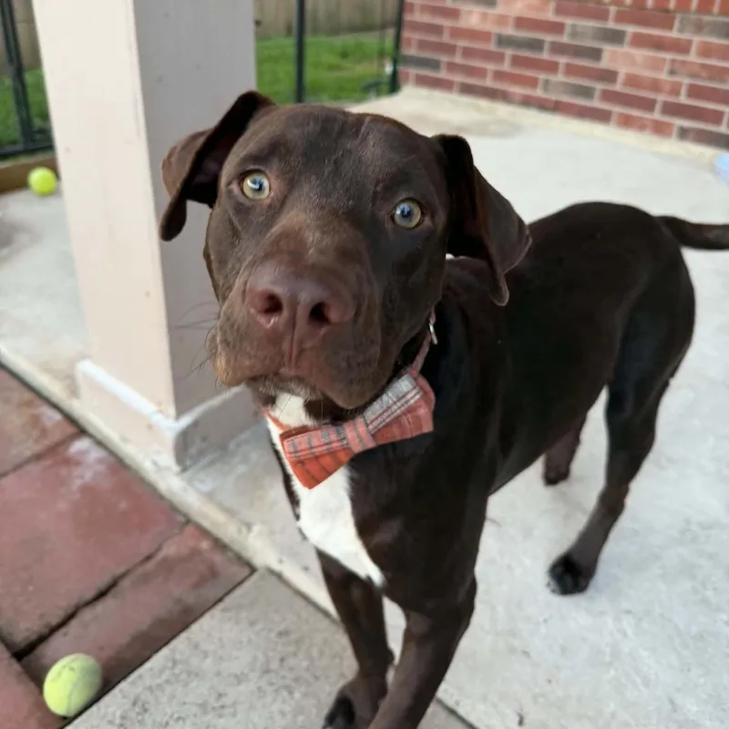 A young medium-sized male Chocolate Labrador Retriever dog named Sully for adoption in Martinez, CA