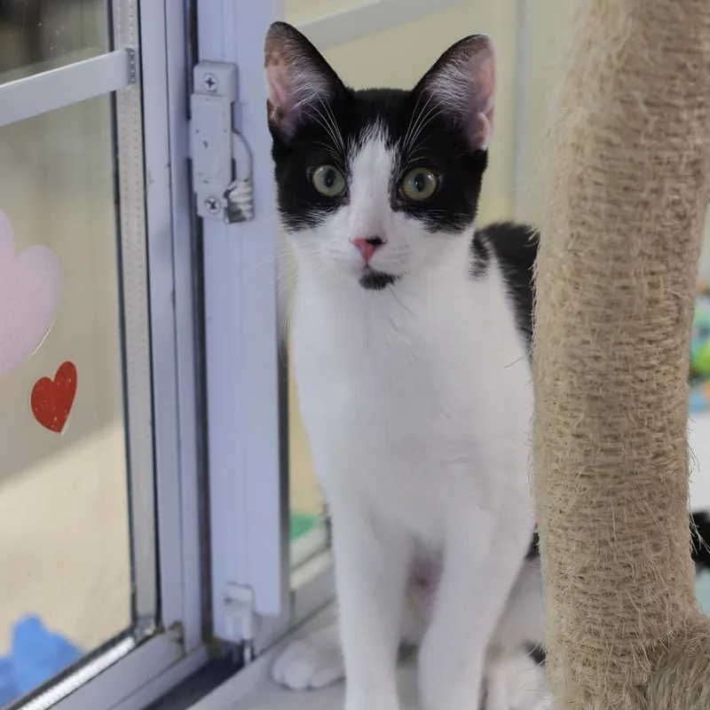 A young small-sized female Black Domestic Short Hair cat named Jill for adoption in Los Angeles, CA