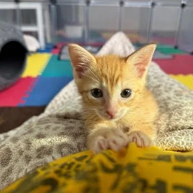 A baby small-sized female Orange / Red Domestic Short Hair cat named Sweetie for adoption in Winston Salem, NC