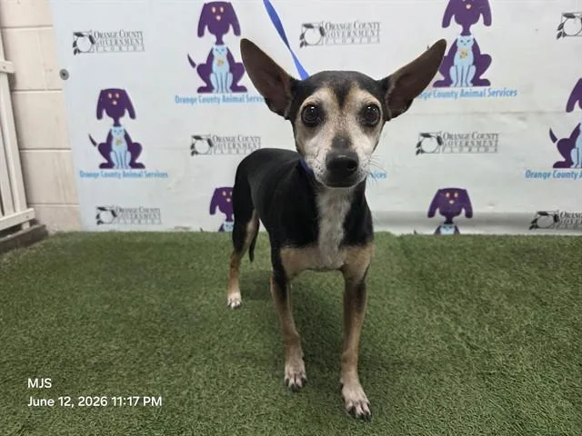 Chico