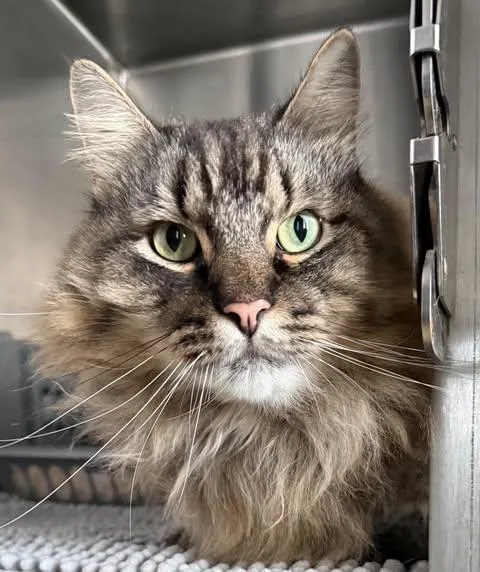 An adult extra large-sized male Tabby (Buff / Tan / Fawn) Domestic Long Hair cat named Justin for adoption in Weatherford, TX