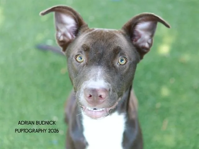 An adult medium-sized female Brown / Chocolate Mixed Breed dog named Binky for adoption in Nashville, TN