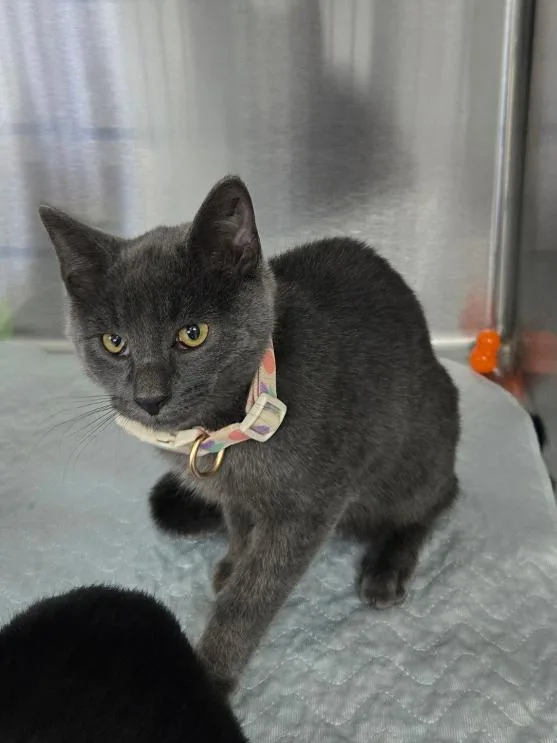 A young medium-sized male Gray / Blue / Silver Domestic Short Hair cat named Curry for adoption in Mount Vernon, OH