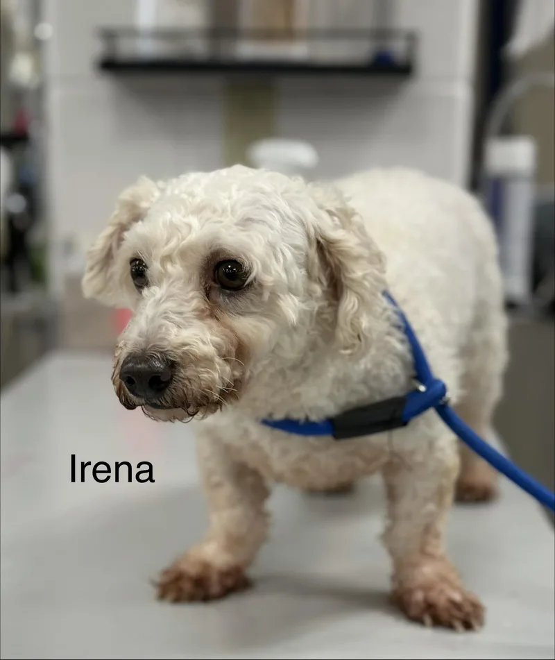 Irena ~ Video ~ thumbnail 2