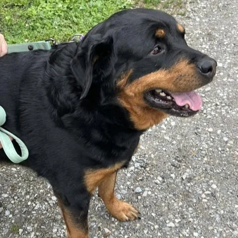 An adult large-sized female Black Rottweiler dog named Cinnamon for adoption in Phoenixville, PA