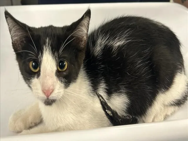 A baby small-sized male Black & White / Tuxedo Domestic Short Hair cat named Cosmo for adoption in Woodland, CA
