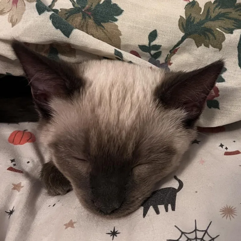 A baby small-sized male Cream / Ivory Siamese cat named Lupine for adoption in Kingman, AZ