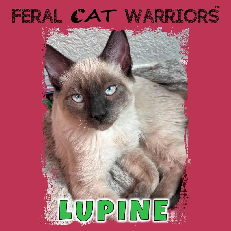 Lupine thumbnail 2