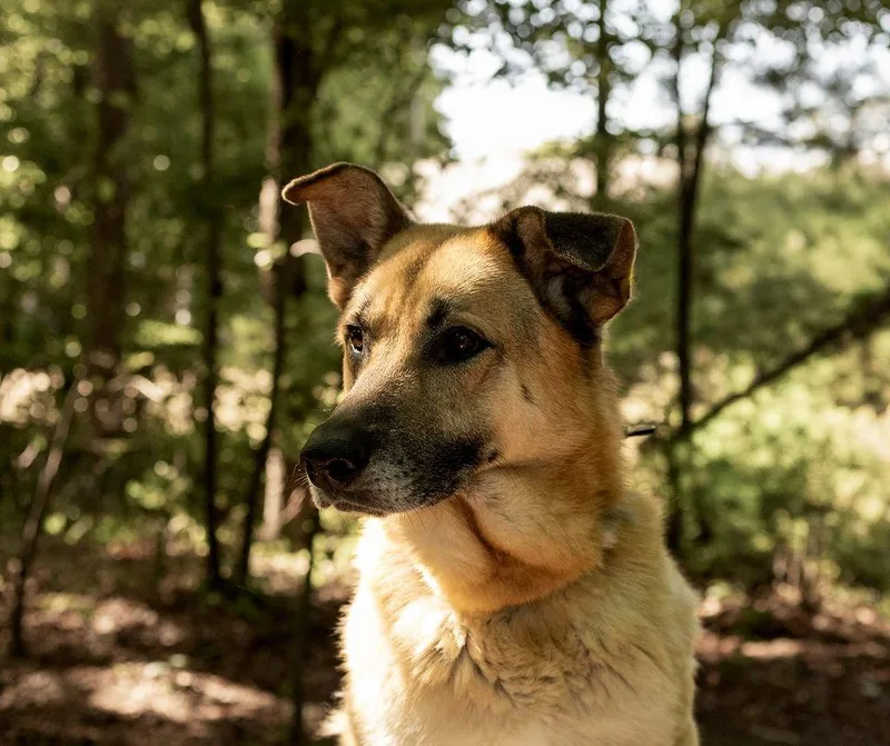 An adult large-sized male Mixed Breed dog named Chipmunk for adoption in Durham, NC