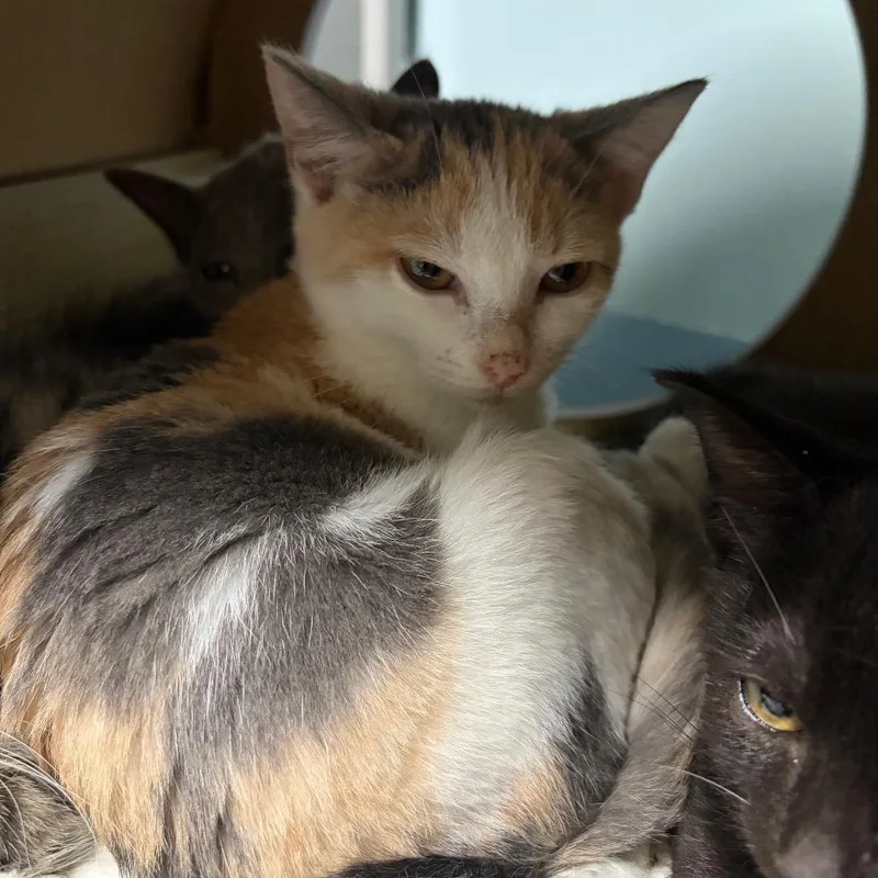 A baby small-sized female Calico Domestic Short Hair cat named Chamomile for adoption in Brownsboro, AL