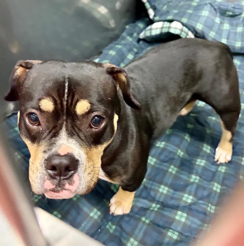 A young medium-sized female Staffordshire Bull Terrier dog named Ms Piggy for adoption in Douglasville, GA