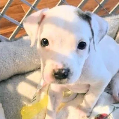 A baby medium-sized female White / Cream American Bulldog dog named Petunia Pearl for adoption in New Orleans, LA