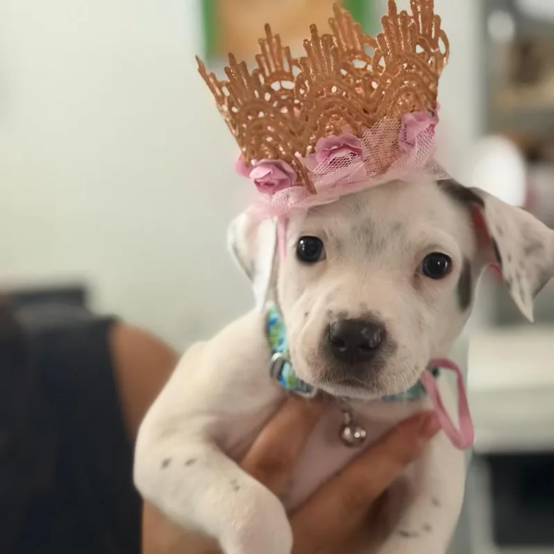 Petunia Pearl thumbnail 6