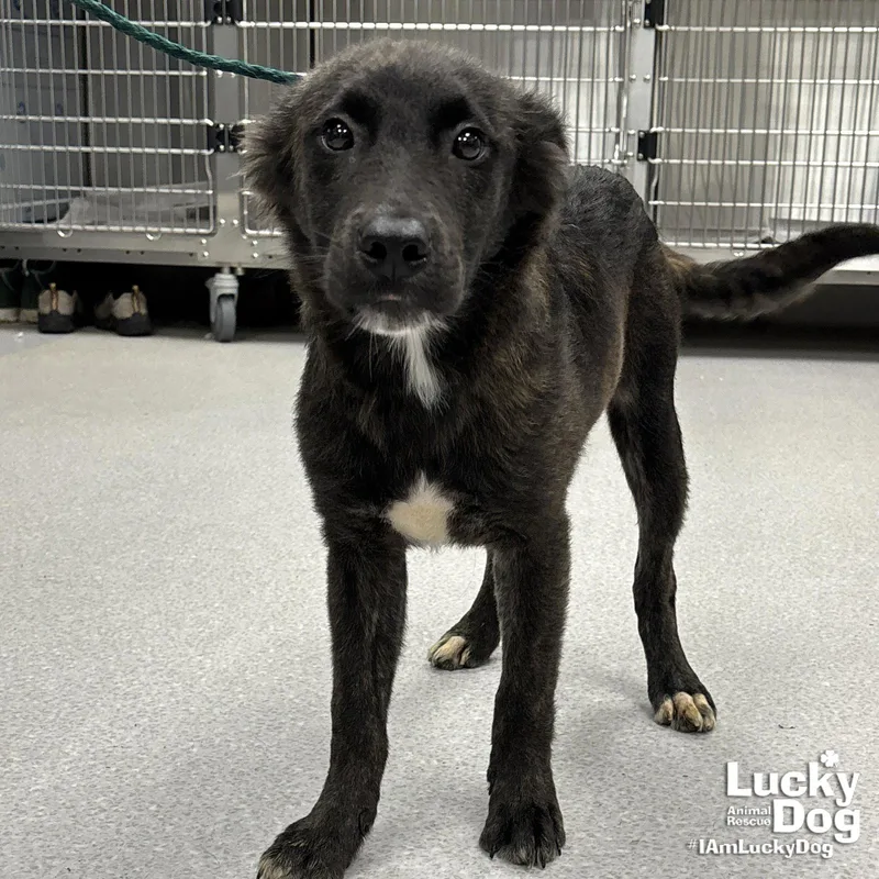 A young medium-sized male Retriever dog named Campbell for adoption in Washington, DC