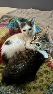 A baby medium-sized female Gray & White Domestic Short Hair cat named Liesl for adoption in Wheaton, IL