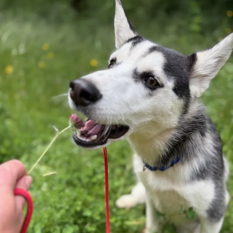 Sonny Smart Pup thumbnail 2