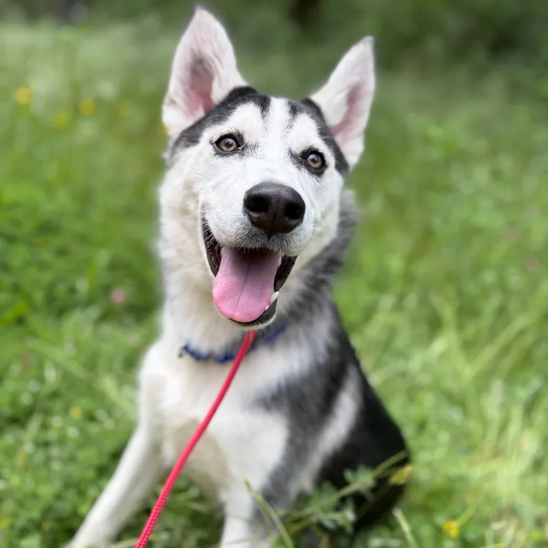 Sonny Smart Pup thumbnail 3