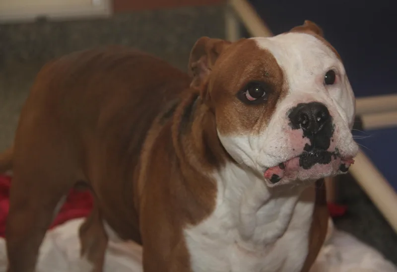 Steven[bonded Pair Warlo] thumbnail 2