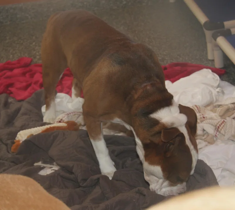 Steven[bonded Pair Warlo] thumbnail 3