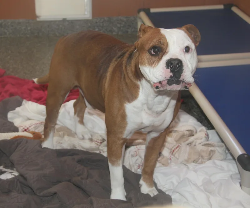 Steven[bonded Pair Warlo]