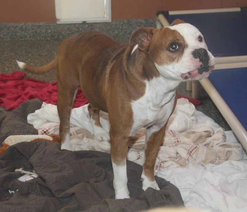 Steven[bonded Pair Warlo] thumbnail 5