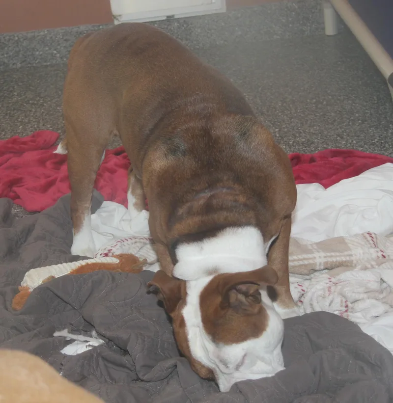 Steven[bonded Pair Warlo] thumbnail 6