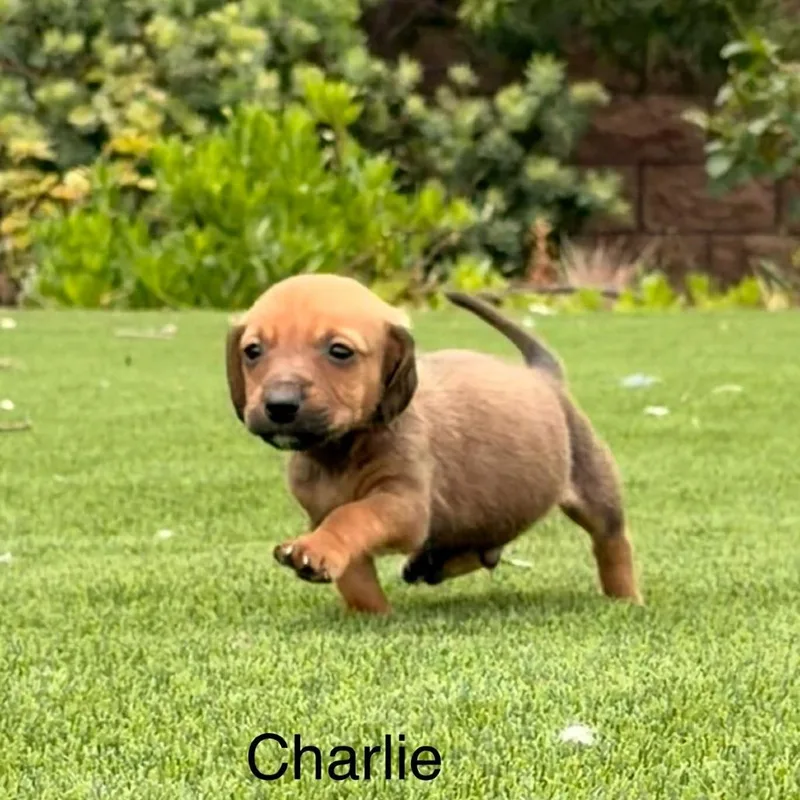 Charlie thumbnail 2
