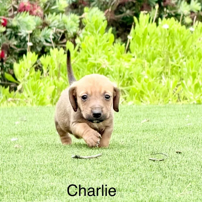 Charlie thumbnail 3