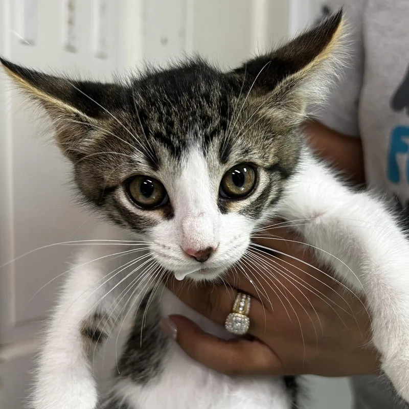 A baby small-sized male Brown / Chocolate Domestic Short Hair cat named Walkman for adoption in Leander, TX