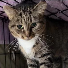An adult medium-sized female Brown / Chocolate Domestic Short Hair cat named Norma Jean for adoption in Washington, DC