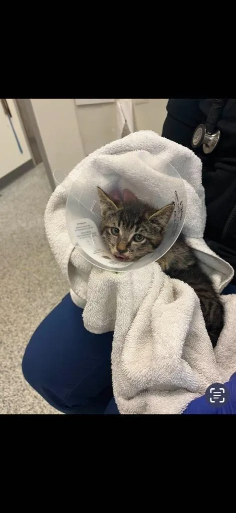 Bumble Bee thumbnail 2