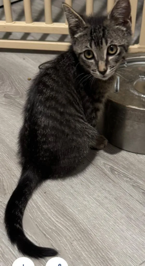 Bumble Bee thumbnail 3