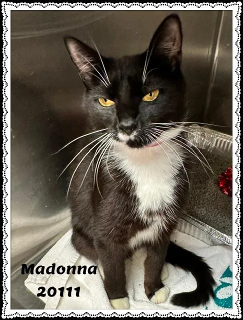 An adult small-sized female Black & White / Tuxedo Domestic Short Hair cat named Madonna for adoption in Marietta, GA