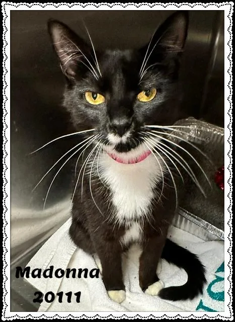 Madonna thumbnail 2