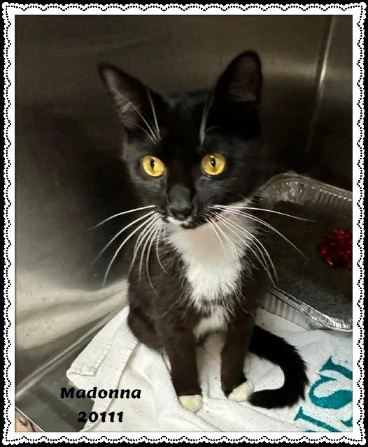 Madonna thumbnail 4