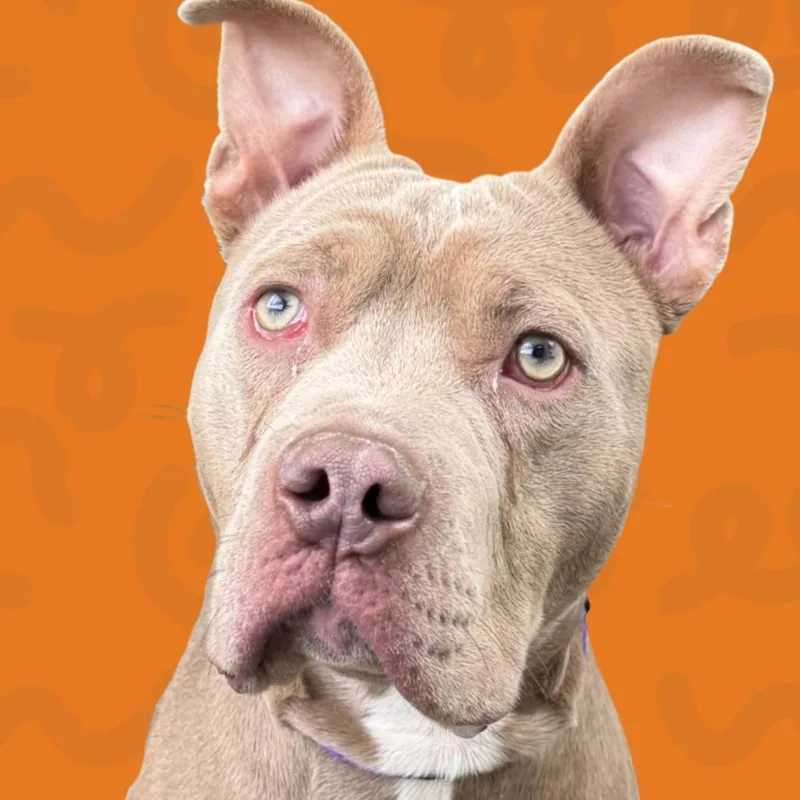 A young medium-sized male Gray / Blue / Silver Pit Bull Terrier dog named Romeo for adoption in Reno, NV