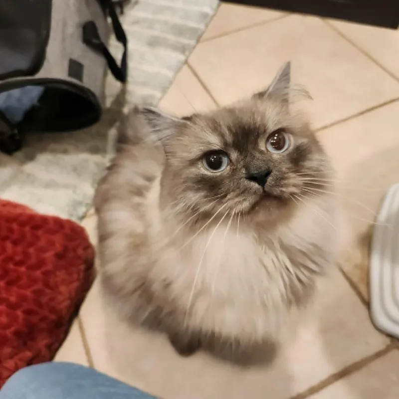 A young medium-sized male Blue Cream Himalayan cat named Misu for adoption in Staten Island, NY