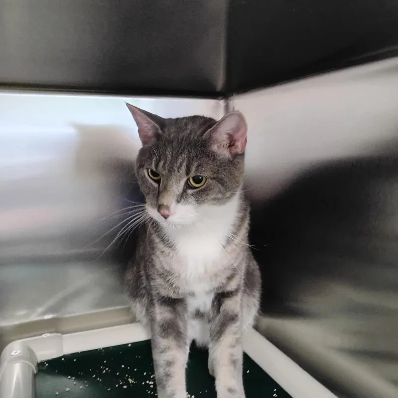 An adult large-sized male Gray / Blue / Silver Domestic Short Hair cat named Ziggy for adoption in Wilmington, DE