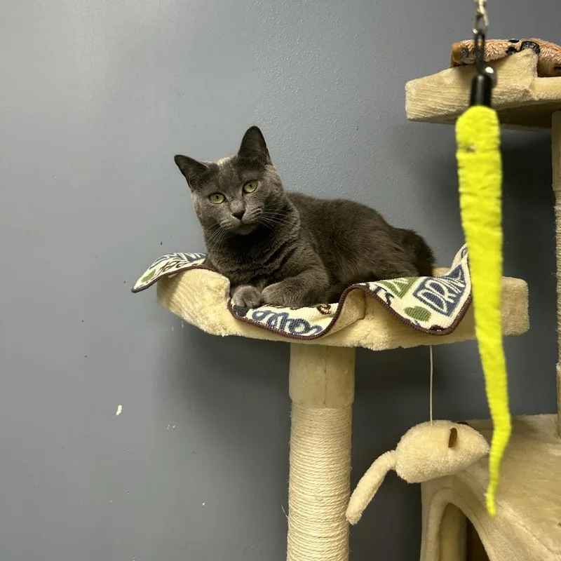 Wednesday thumbnail 4