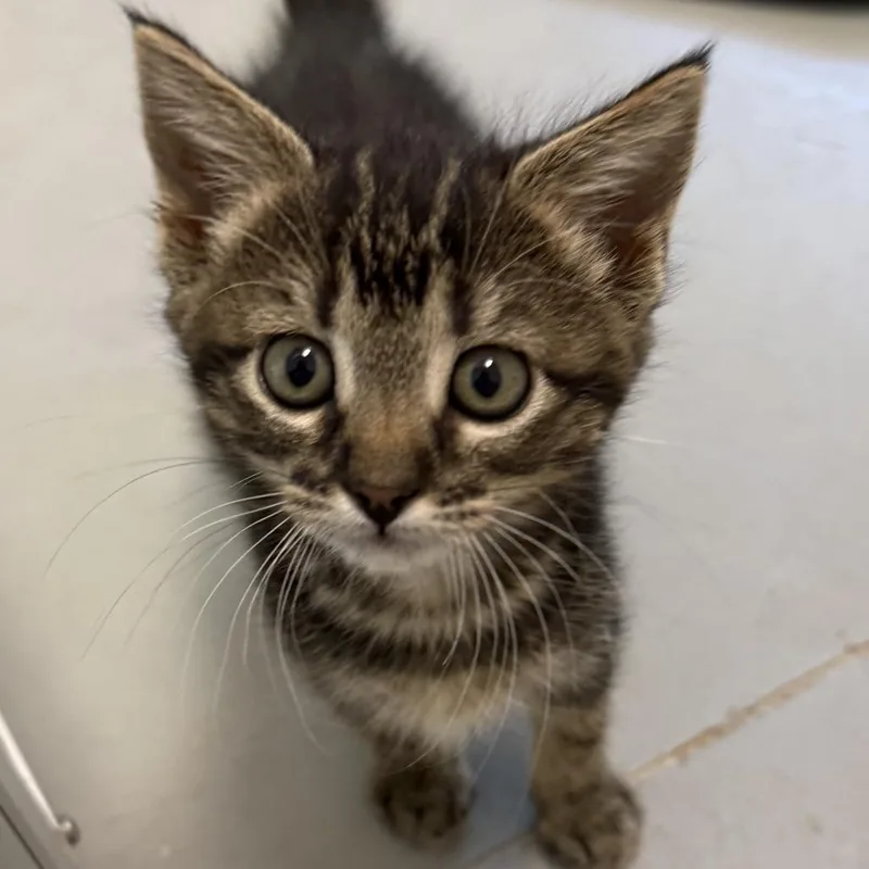 A baby small-sized female Brown / Chocolate Domestic Short Hair cat named Diva for adoption in Fort Bragg, CA