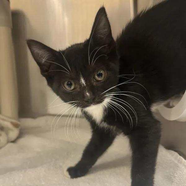 A baby small-sized female Domestic Short Hair cat named Sun Bum for adoption in Walnut Creek, CA