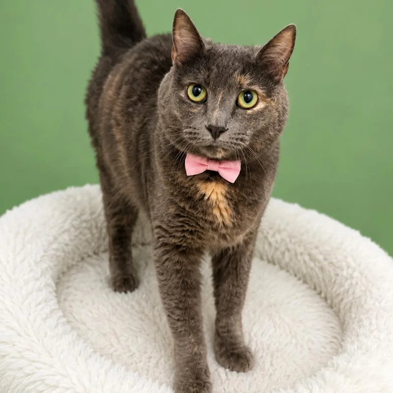An adult medium-sized female Gray / Blue / Silver Domestic Short Hair cat named Luna Lovegood for adoption in Binghamton, NY