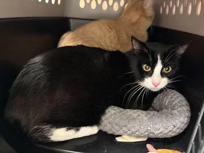 An adult medium-sized male Black Domestic Short Hair cat named Pip for adoption in Kansas City, MO